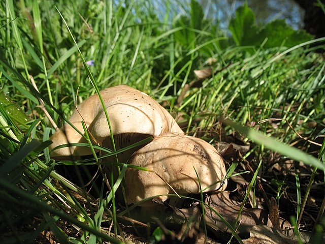 Tricholomes de la Saint Georges